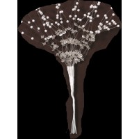 ΛΟΥΛΟΥΔΙΑ ΜΠΟΥΤΟΝΙΕΡΑ